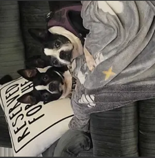 Two Boston Terriers snuggled on the couch, PawSuds customers