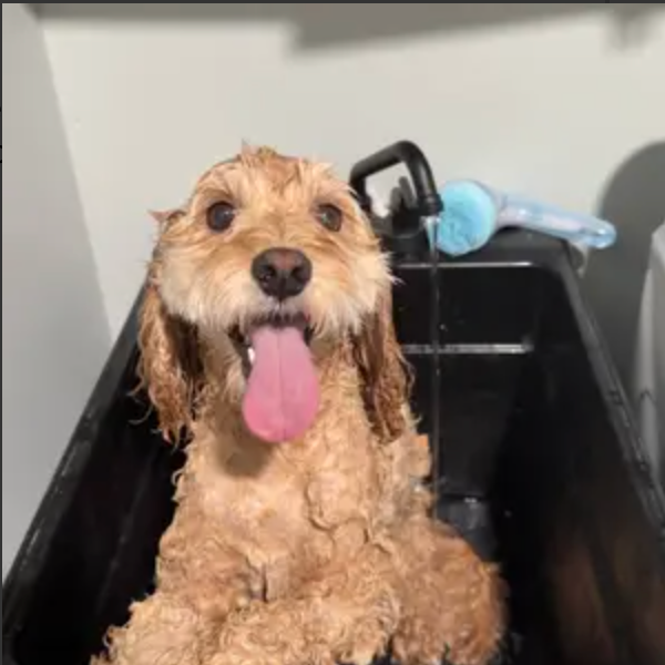 Happy dog in the tub after a PawSuds bath