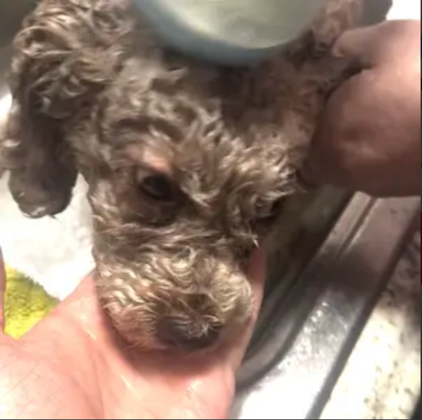 Customer's poodle getting washed with the PawSuds brush